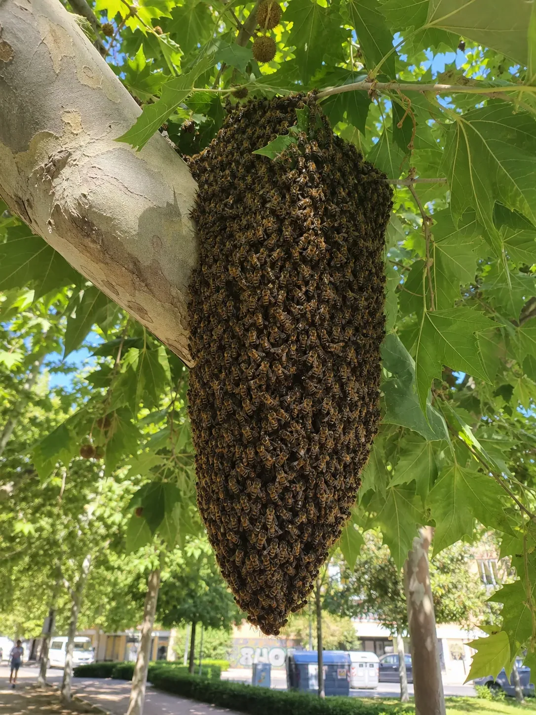 Tratamiento de abejas y enjambres en Manresa — BagesPlagas