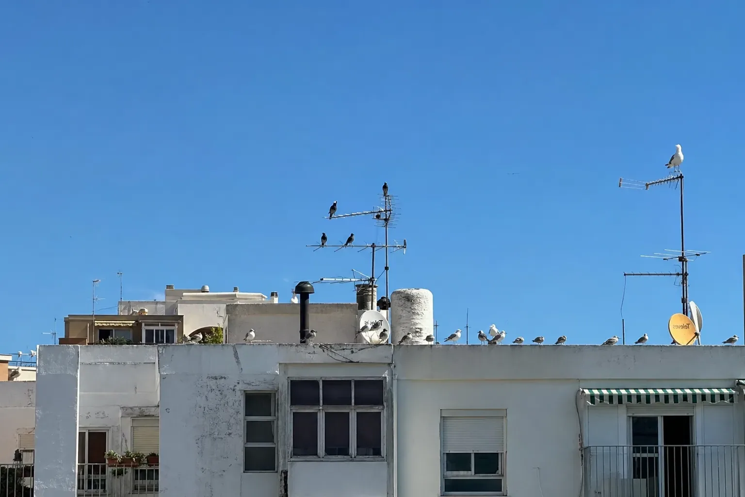 Control de aves urbanas en cubiertas y cornisas