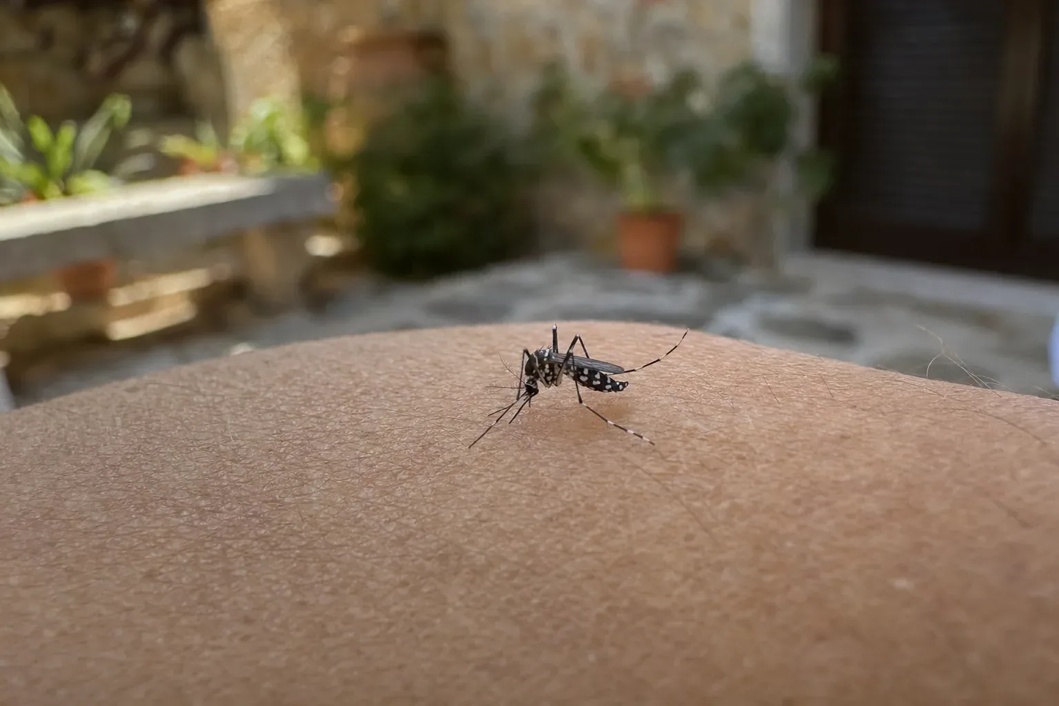 Tratamiento de mosquito tigre en Manresa — BagesPlagas