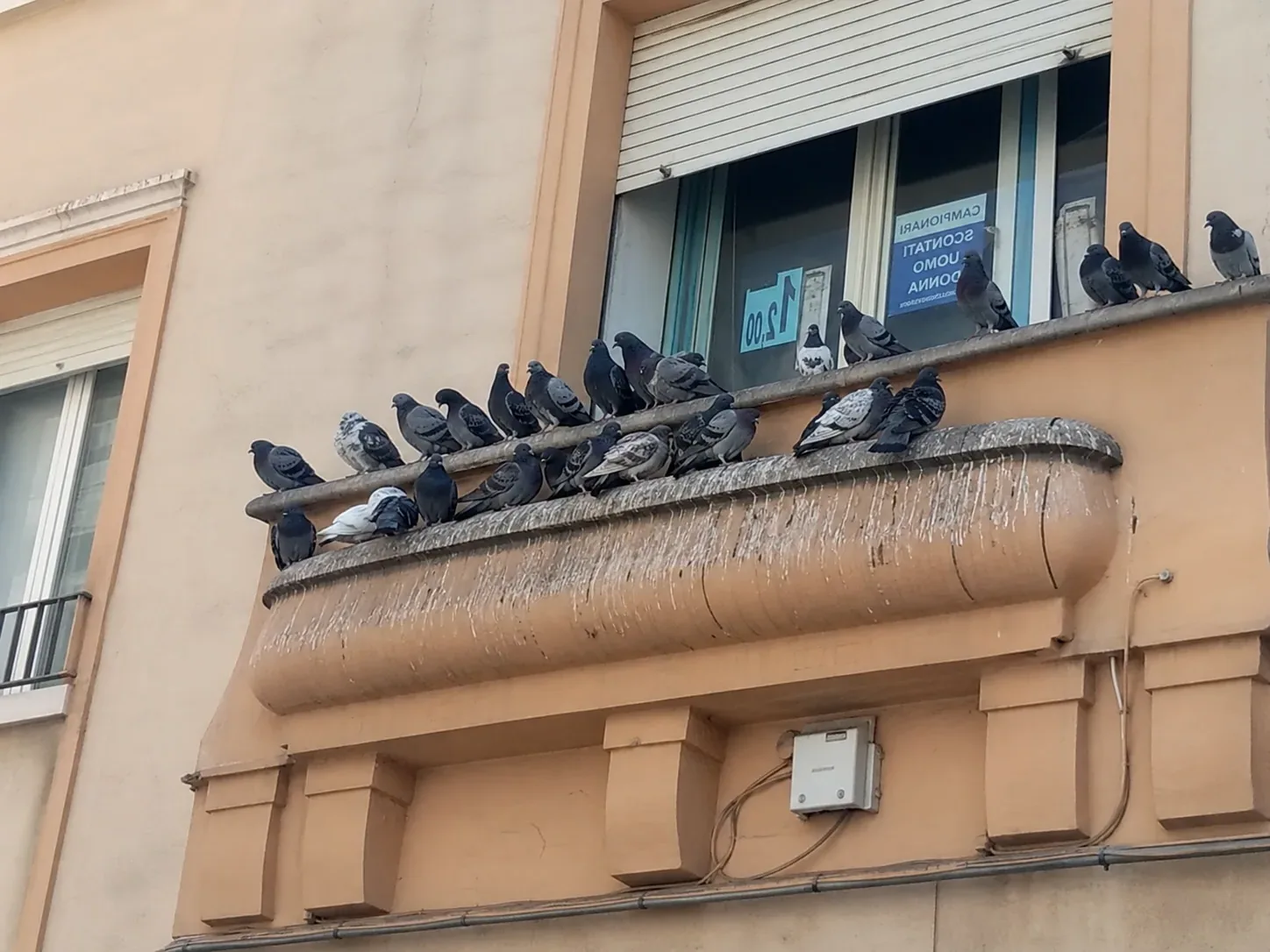 Palomas posadas en la cornisa de un edificio en Manresa
