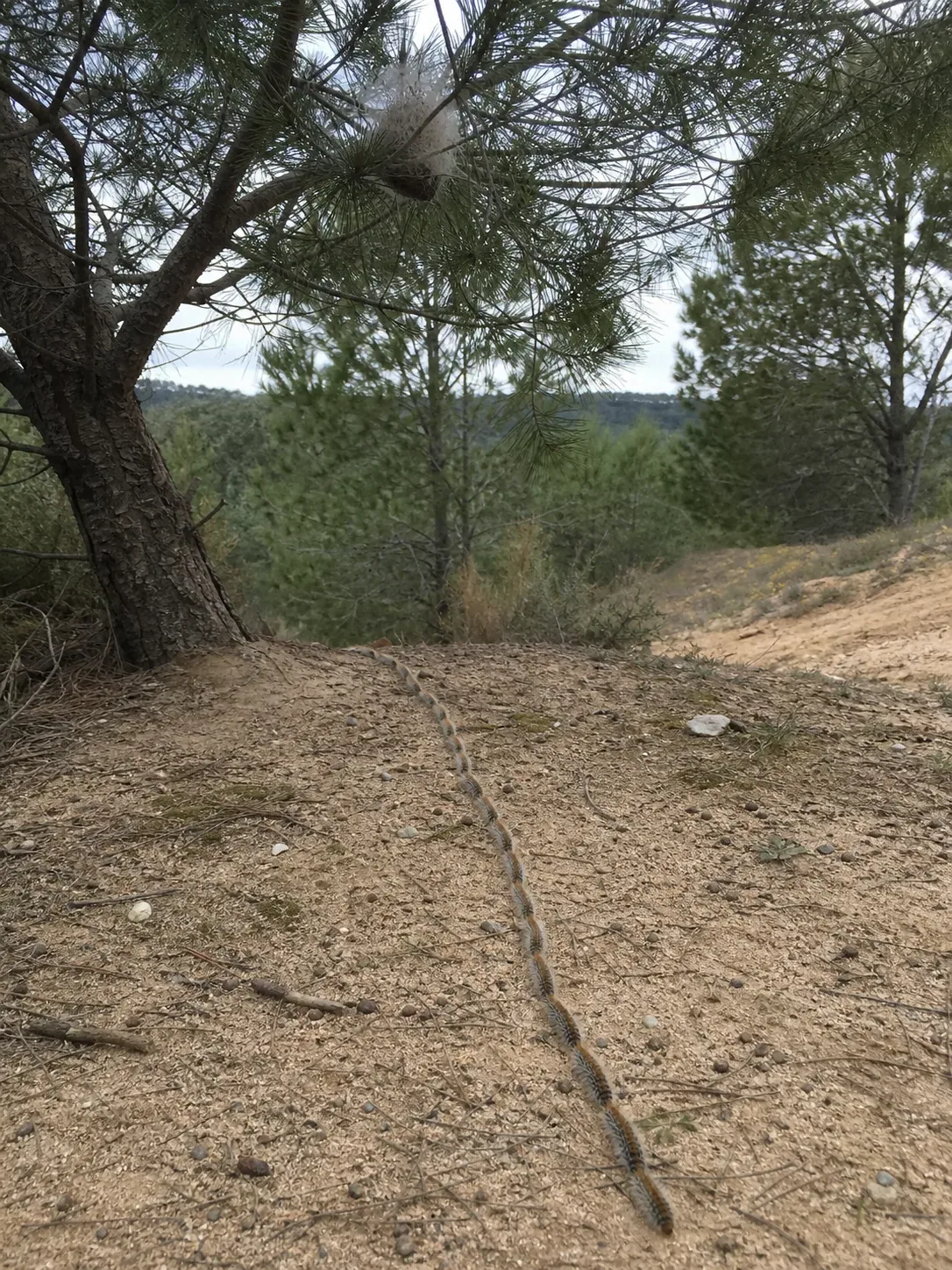 Tratamiento de procesionaria del pino en Manresa — BagesPlagas